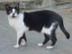 El gato