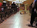 Perro en misa