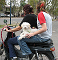 Perro en moto